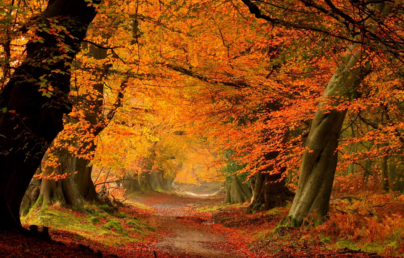 Photo wallpaper road, autumn, forest, leaves, trees, nature, Park, colors