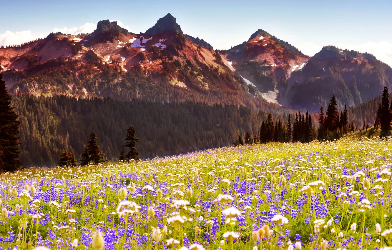 Photo wallpaper field, forest, flowers, mountains, meadow