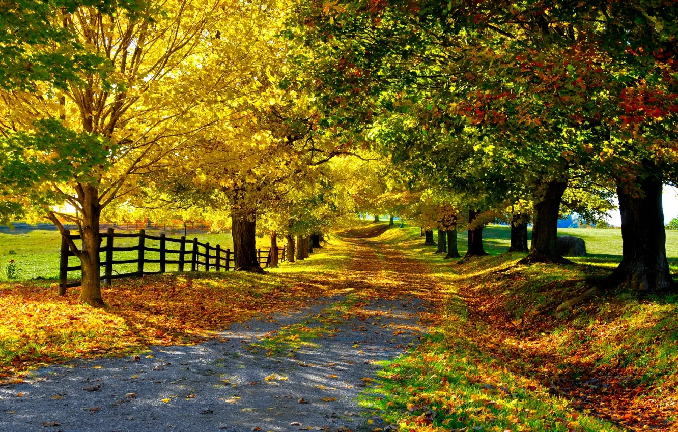 Photo wallpaper road, autumn, leaves, trees, nature, the fence, alley