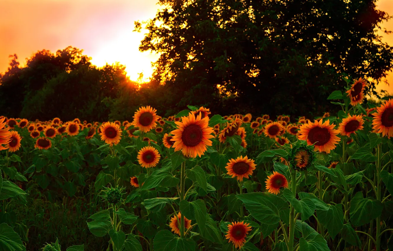 Photo wallpaper field, sunflowers, sunset, nature, field, nature, sunset, sunflowers