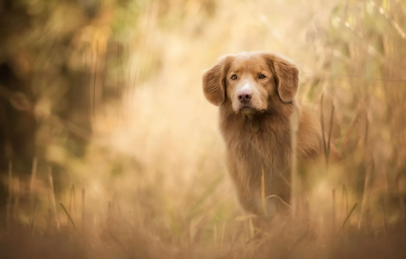 Photo wallpaper autumn, grass, look, face, nature, dog, red, puppy