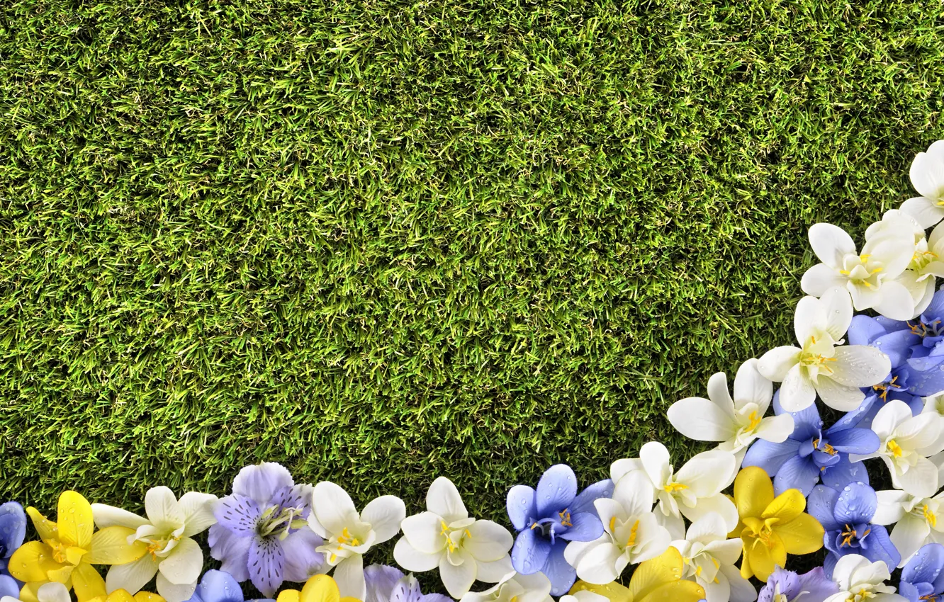 Photo wallpaper flowers, lawn, spring, grass, weed, flowers, spring, lawn