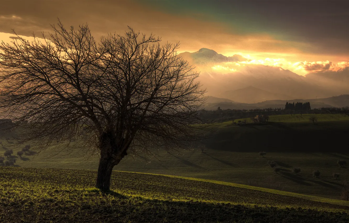 Photo wallpaper trees, nature, photo, landscapes, view tree