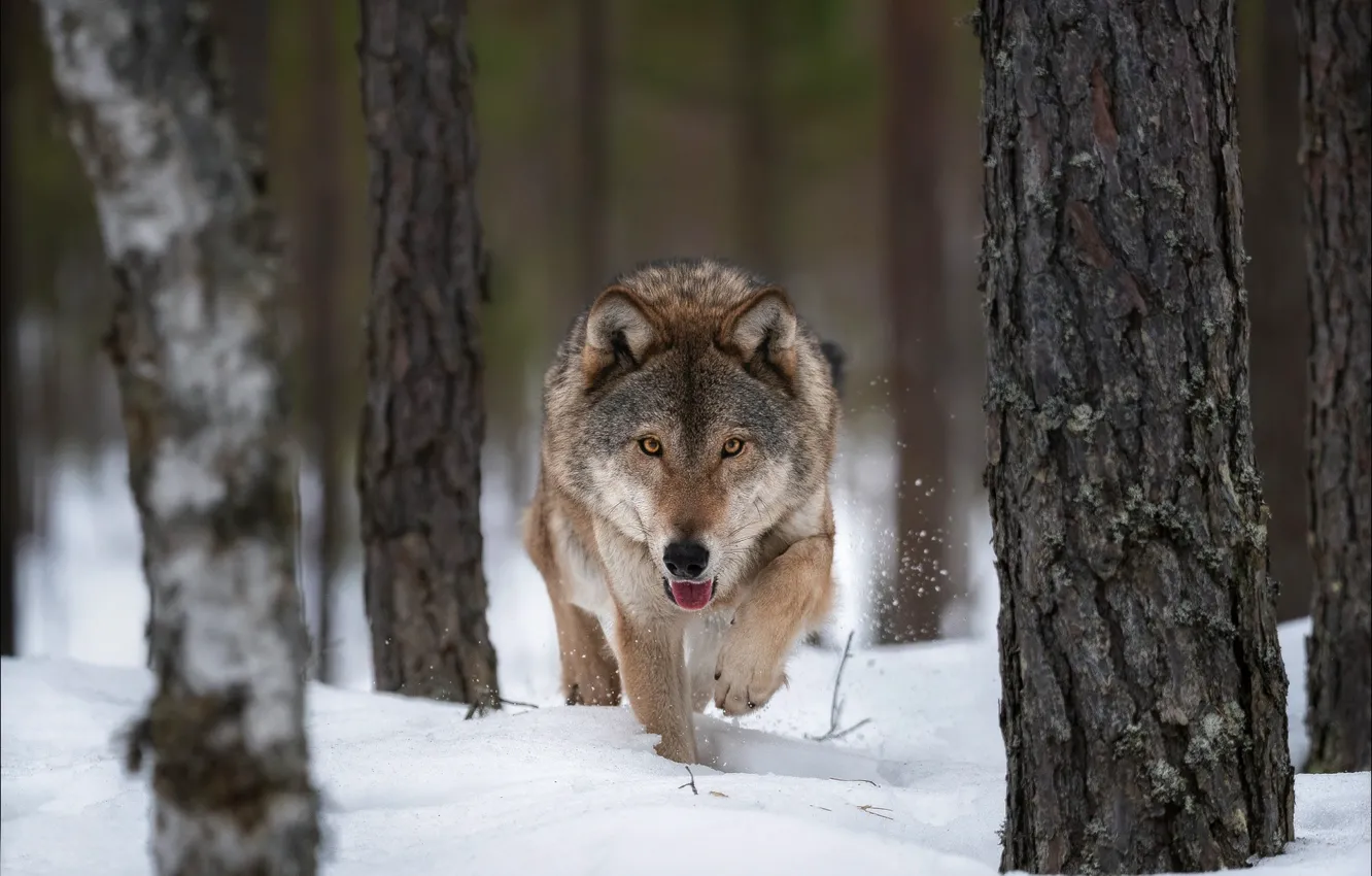 Photo wallpaper winter, snow, trees, wolf, predator, the orderly forest, Vlad Sokolovsky
