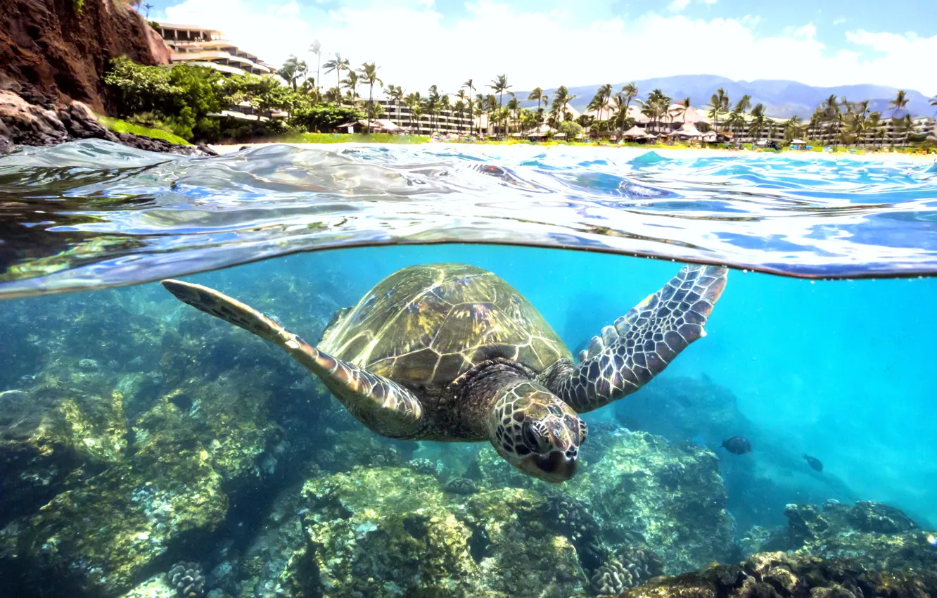 Photo wallpaper water, transparency, the ocean, turtle, Laguna