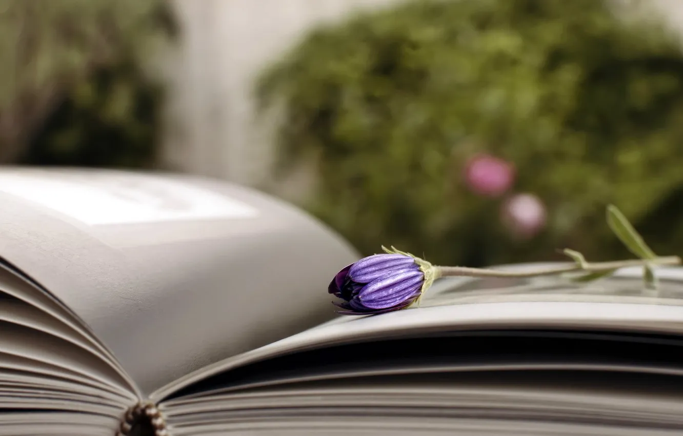Photo wallpaper macro, flowers, book