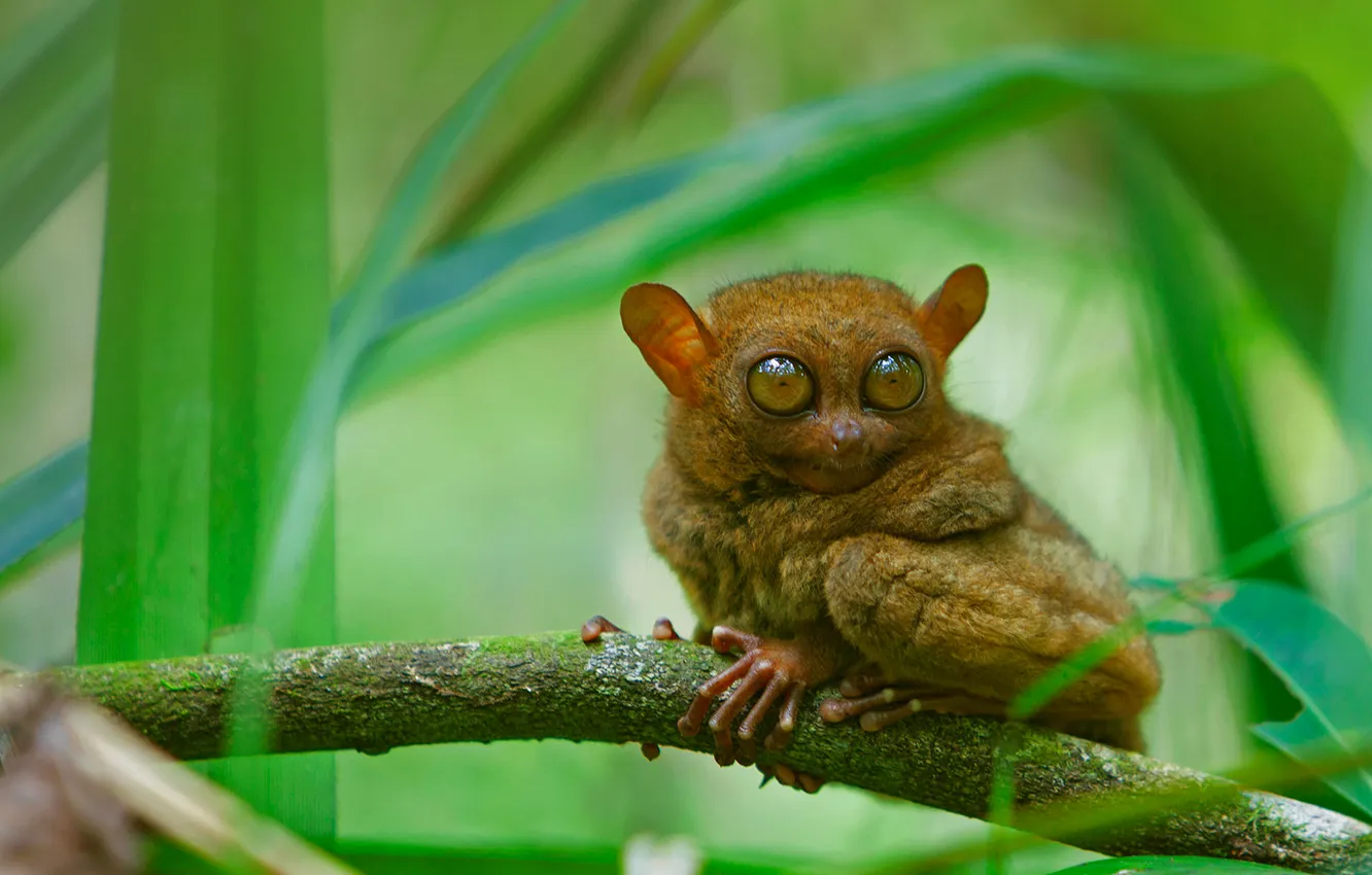 Photo wallpaper eyes, leaves, branch, the primacy of, tarsier
