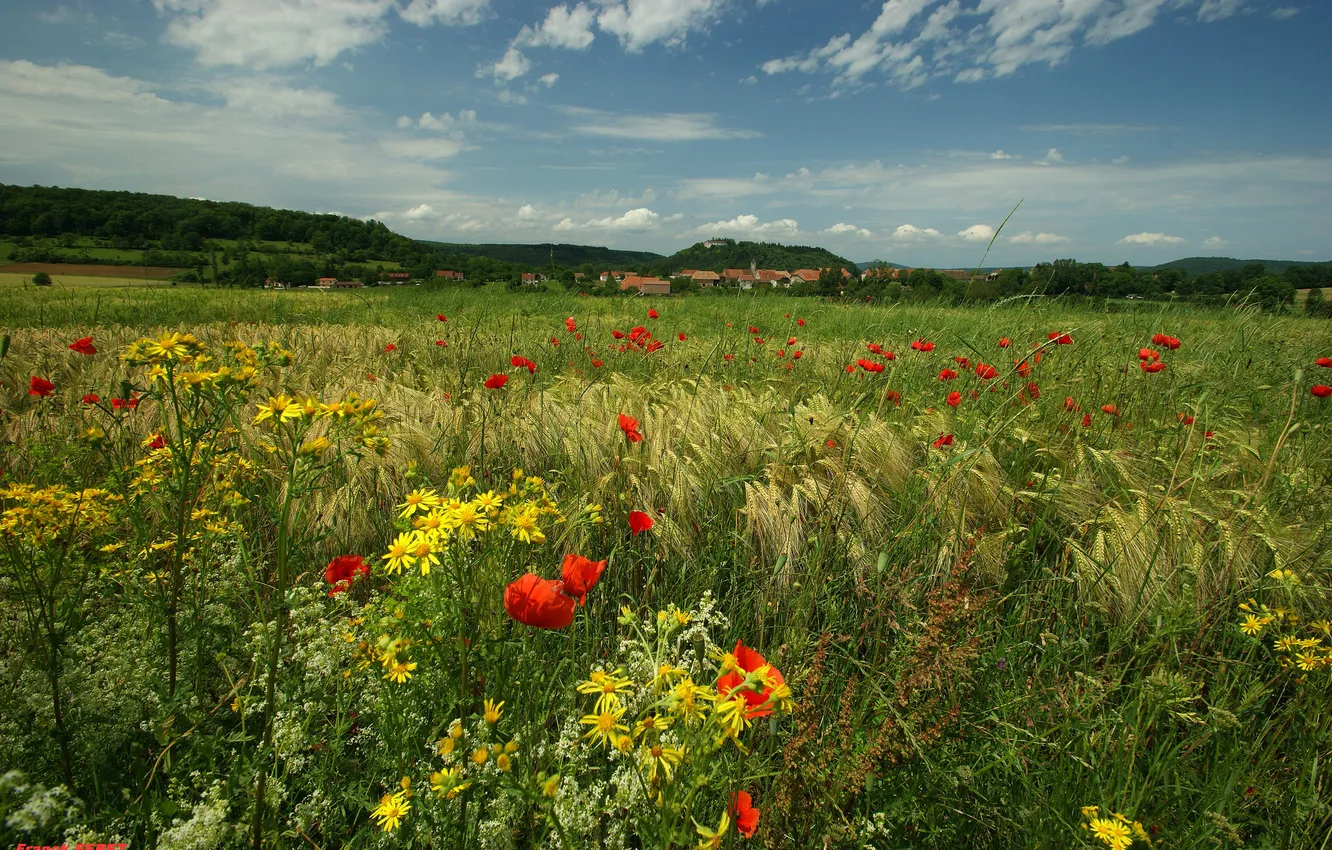 Wallpaper grass, flowers, nature, Maki, meadow for mobile and desktop ...