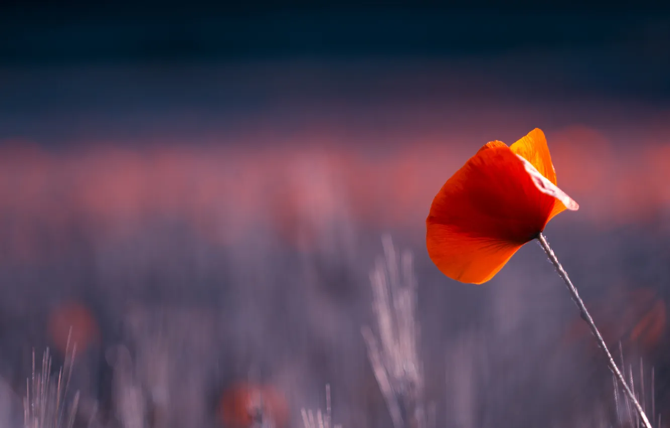 Photo wallpaper field, macro, Mac, petals, meadow