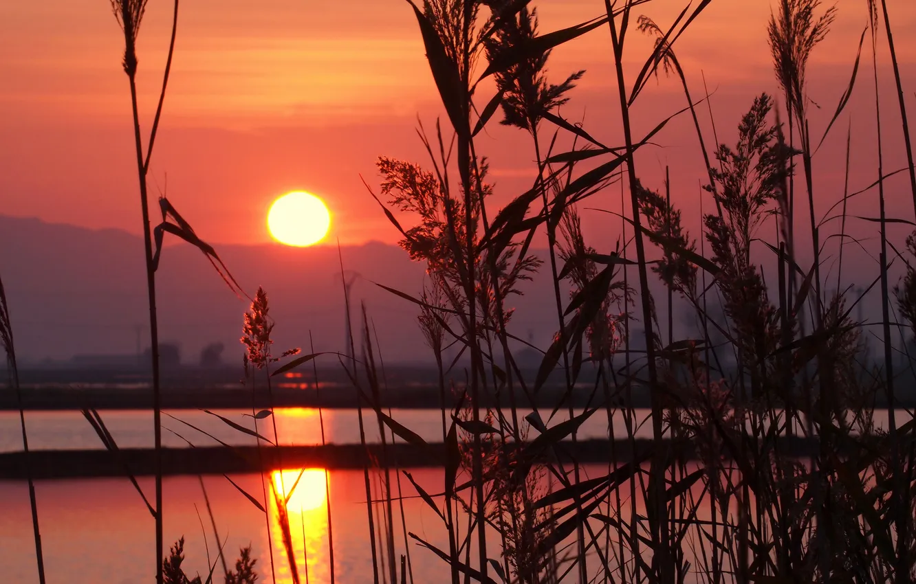 Photo wallpaper the sky, the sun, macro, sunset, mountains, river, plant