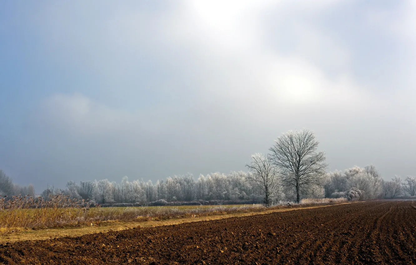 Photo wallpaper field, trees, landscape, arable land