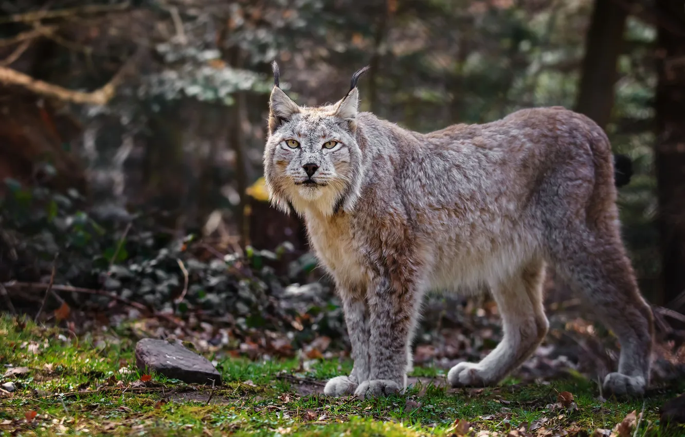 Photo wallpaper forest, predator, lynx, wild cat