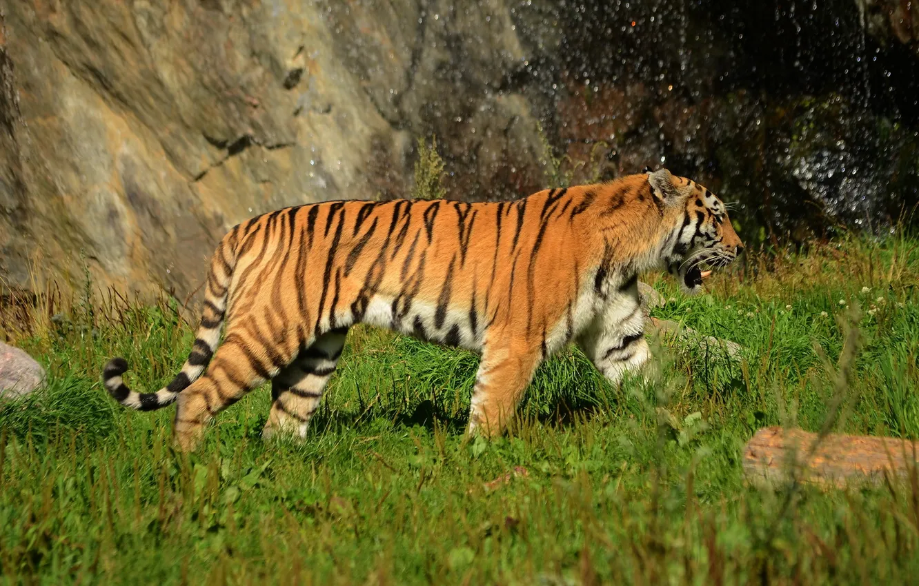Photo wallpaper tiger, predator, Amur, tabby cat