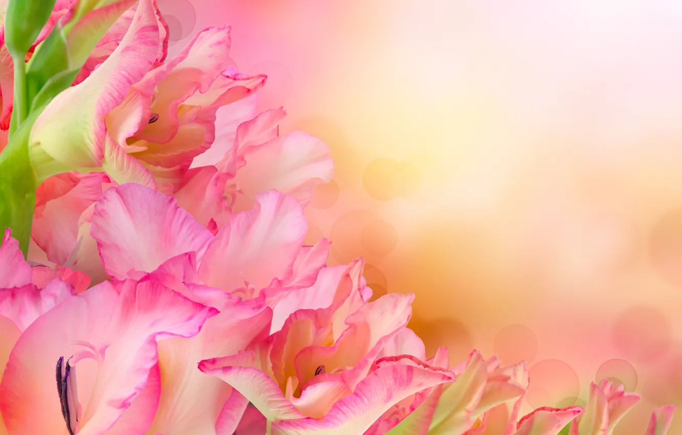 Photo wallpaper flowers, bouquet, pink gladiolus