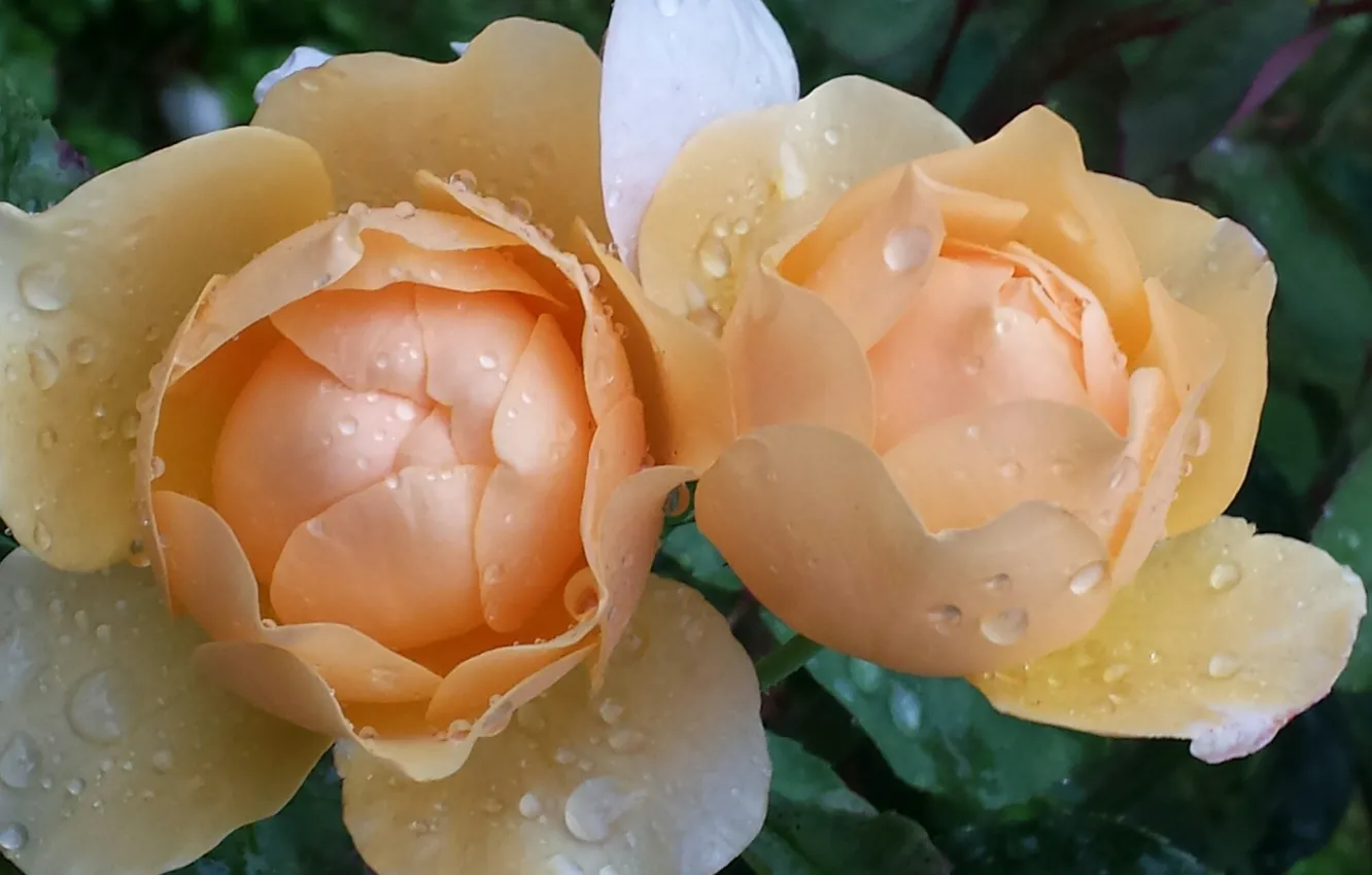 Photo wallpaper close-up, two roses, drops