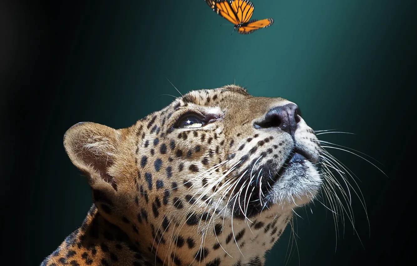 Photo wallpaper face, background, butterfly, Jaguar, wild cat