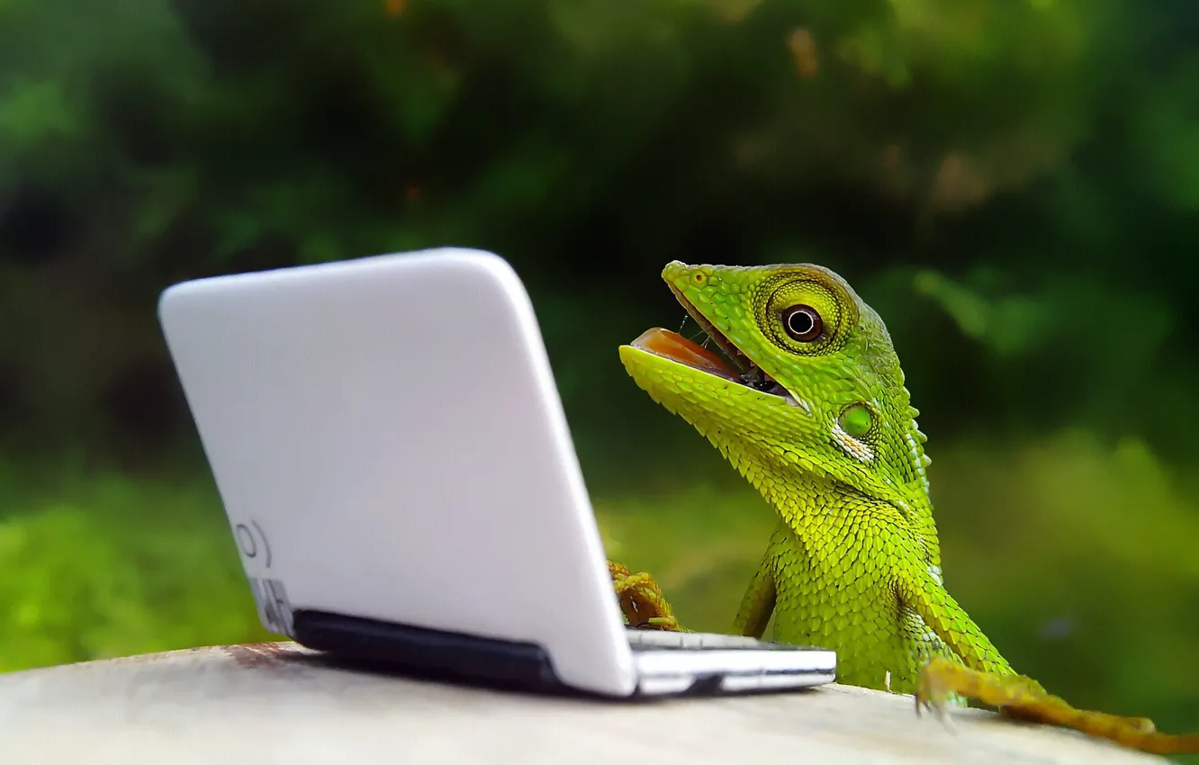 Photo wallpaper joy, lizard, laptop, reptile