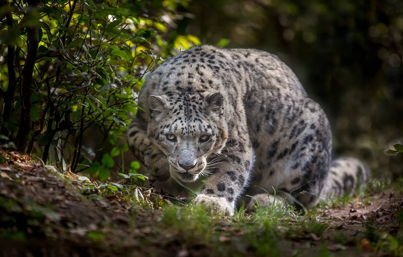 Photo wallpaper Snow leopard, wild cat, IRBIS, Snow leopard