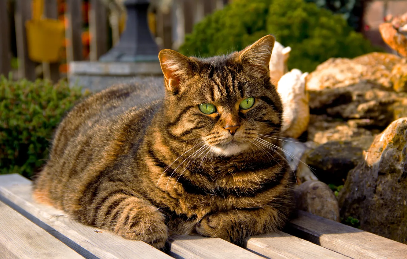 Photo wallpaper cat, eyes, cat, green, shop, sitting, striped, bench