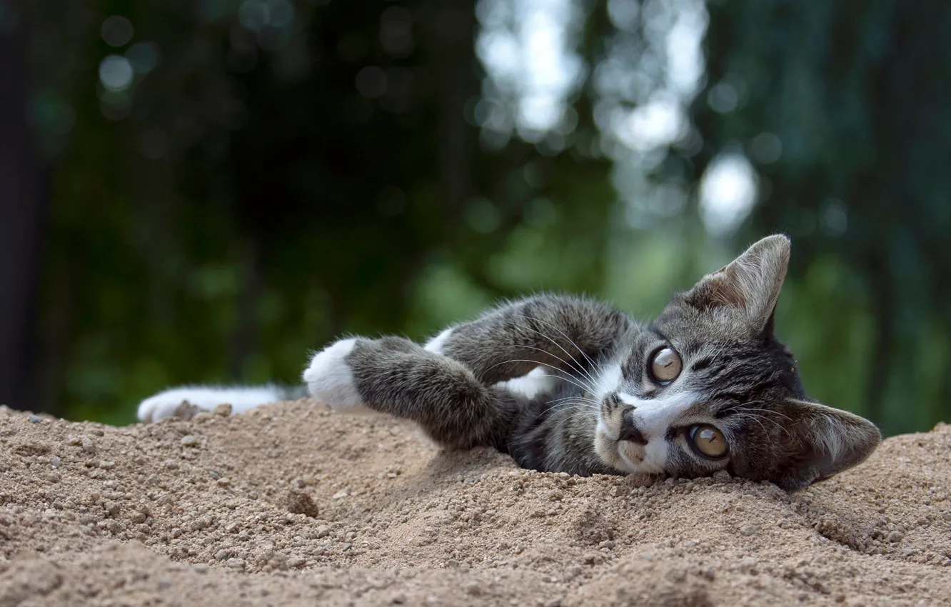 Photo wallpaper sand, cat, look, nature, grey, paws, lies, kitty