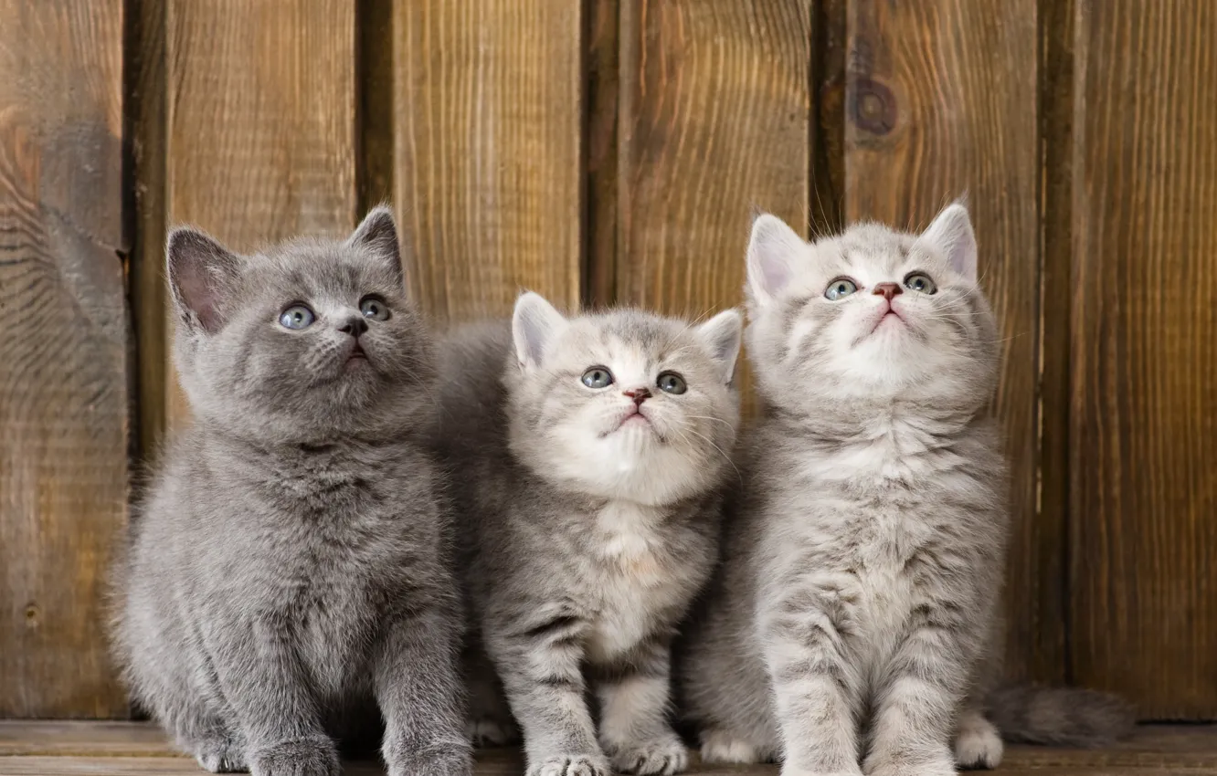 Photo wallpaper kittens, kids, trio, Trinity