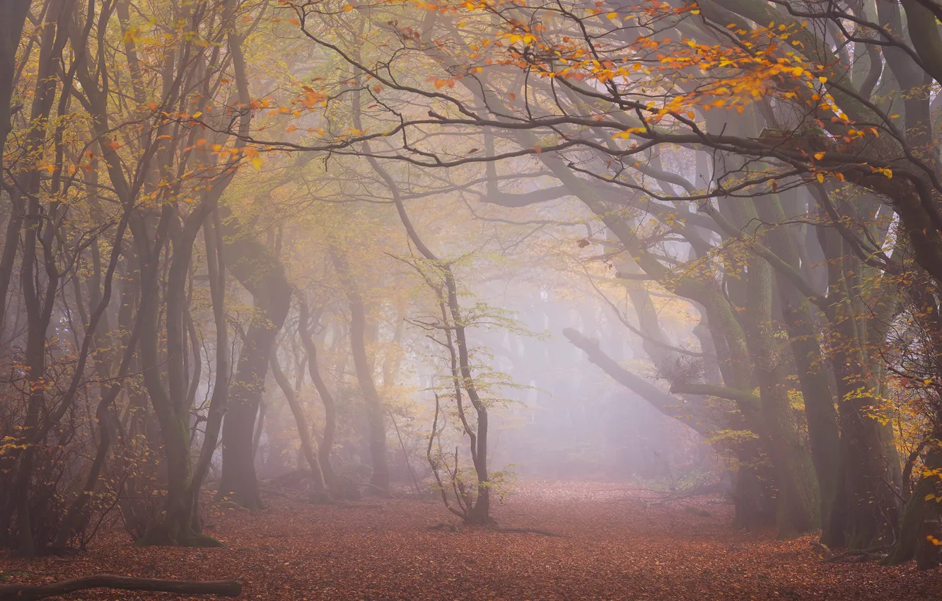 Photo wallpaper autumn, forest, trees, branches, fog, Park, foliage