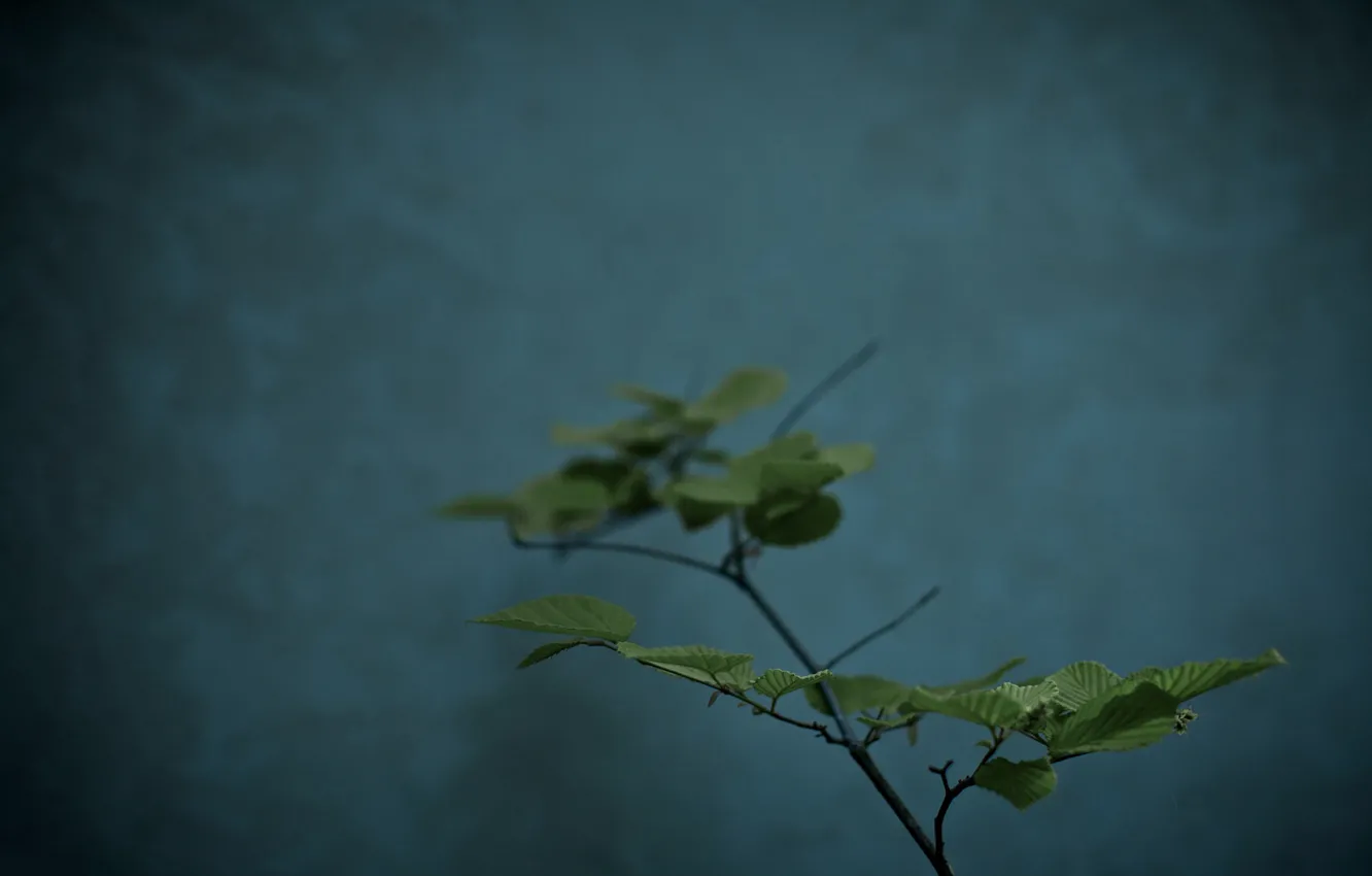 Photo wallpaper leaves, flowers, macro plant