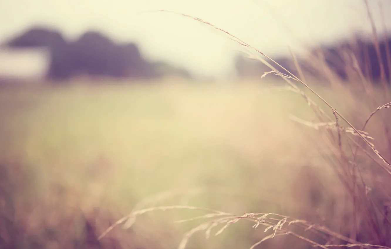 Photo wallpaper macro, widescreen, Wallpaper, plant, blur, wallpaper, widescreen, background