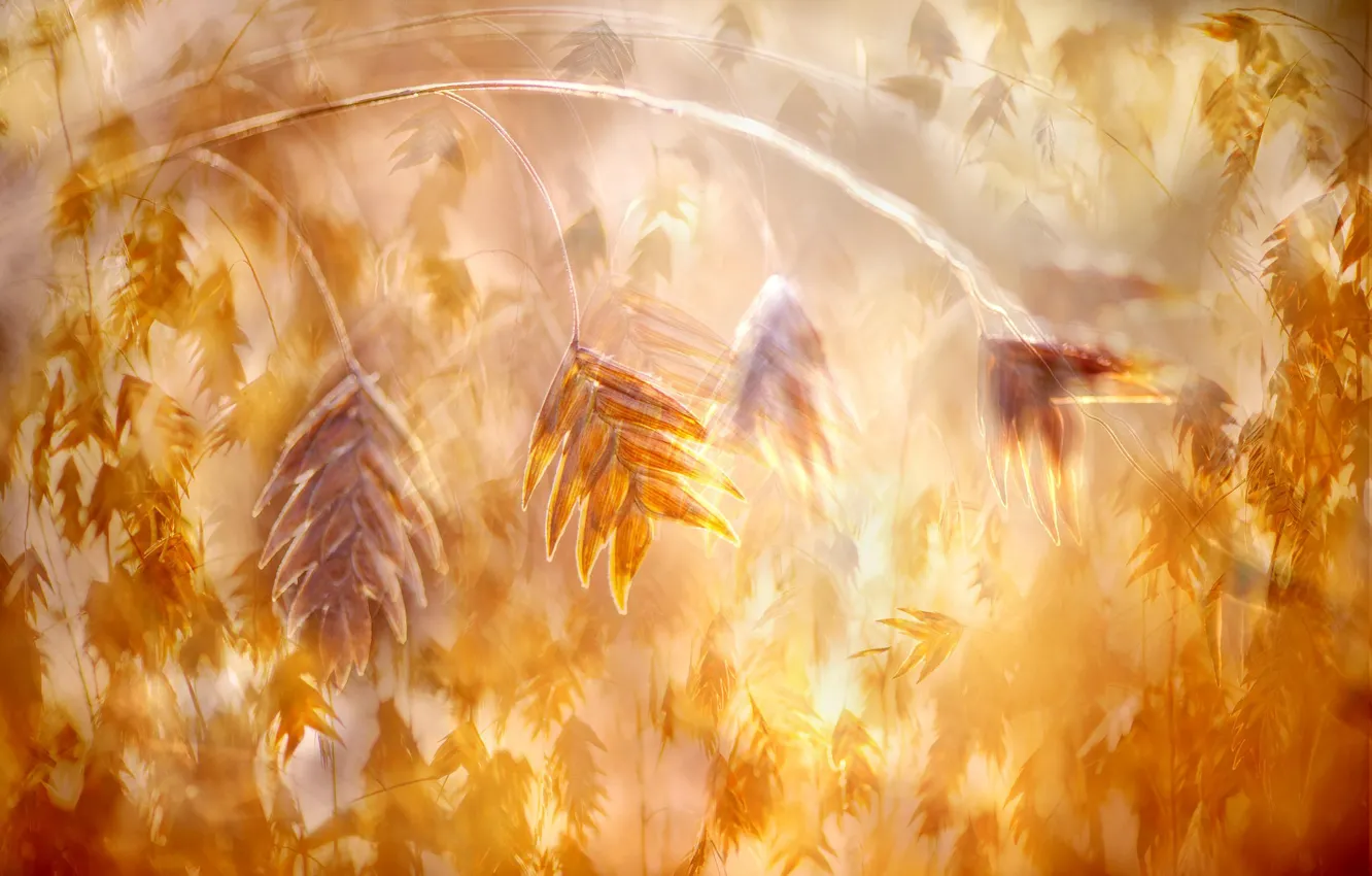 Photo wallpaper macro, sprig, rosteniya, bokeh, rozmyte