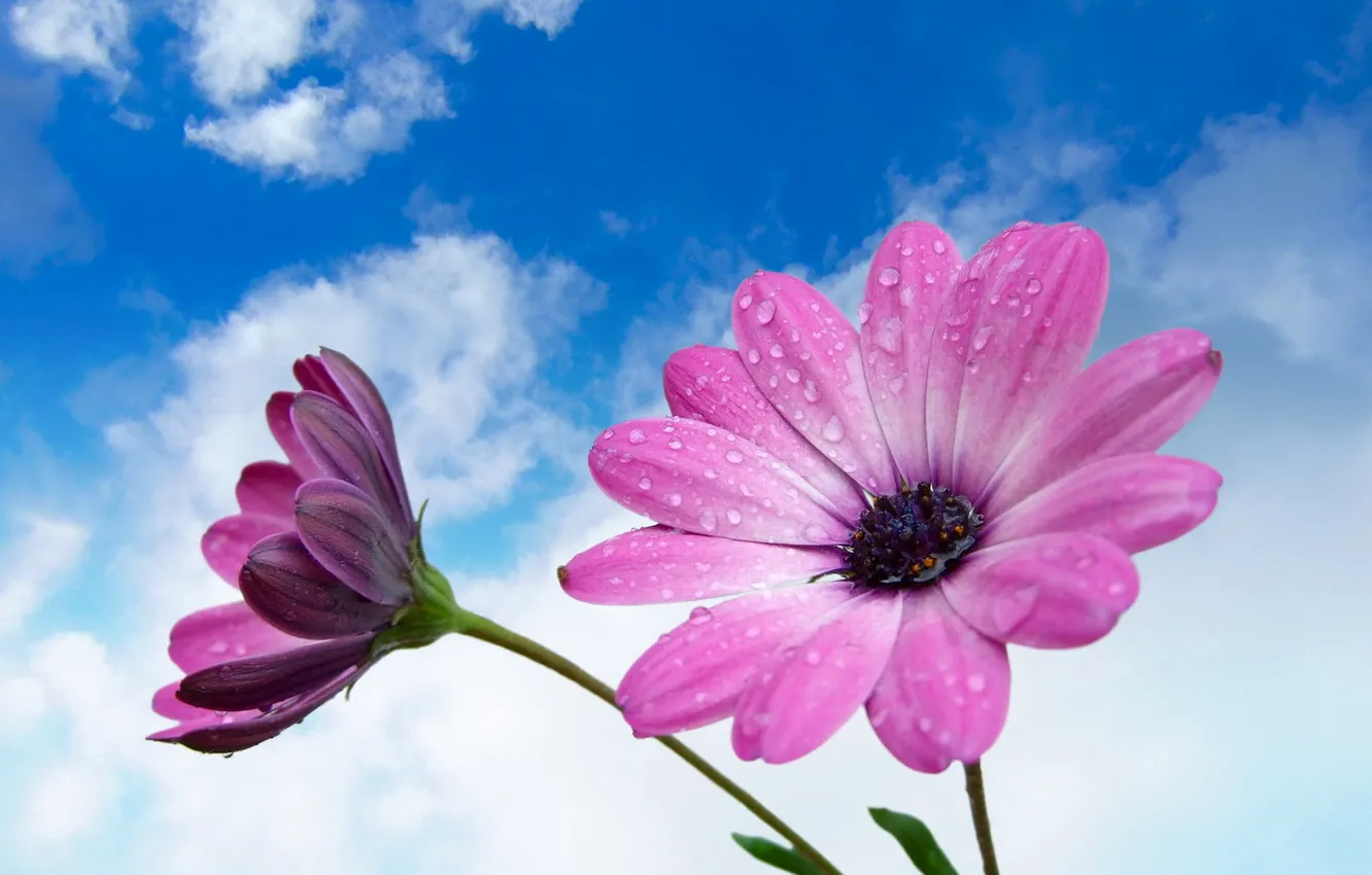 Photo wallpaper the sky, drops, flowers, nature, Rosa, petals