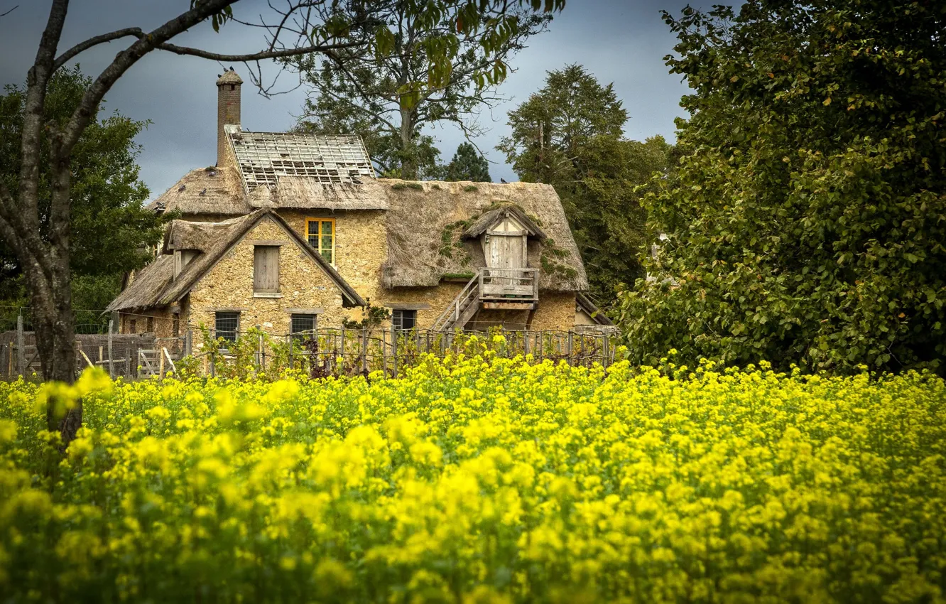 Photo wallpaper summer, the sky, trees, landscape, flowers, branches, nature, comfort