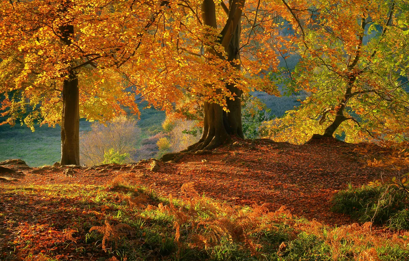 Photo wallpaper autumn, forest, trees, nature