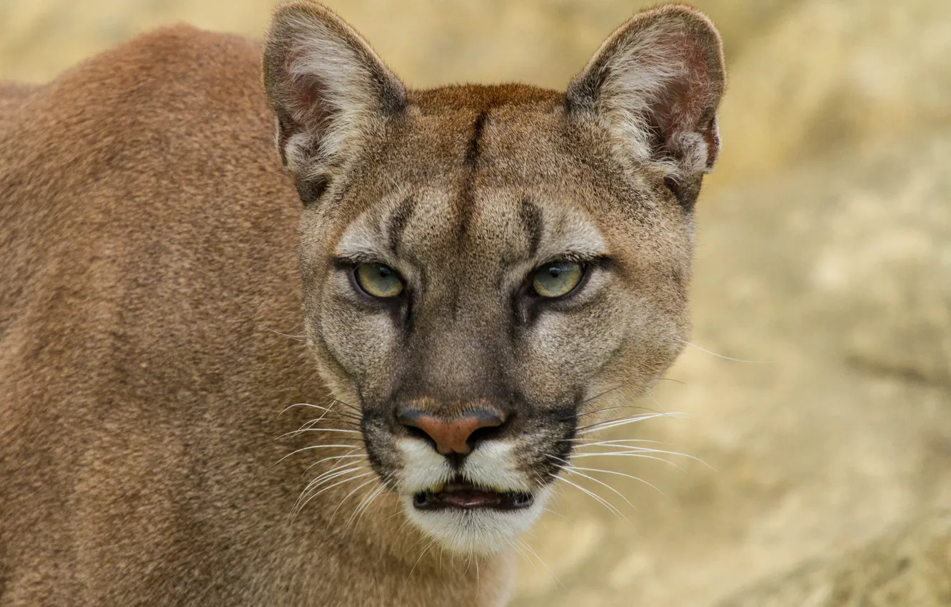 Photo wallpaper cat, look, face, Puma, mountain lion, Cougar