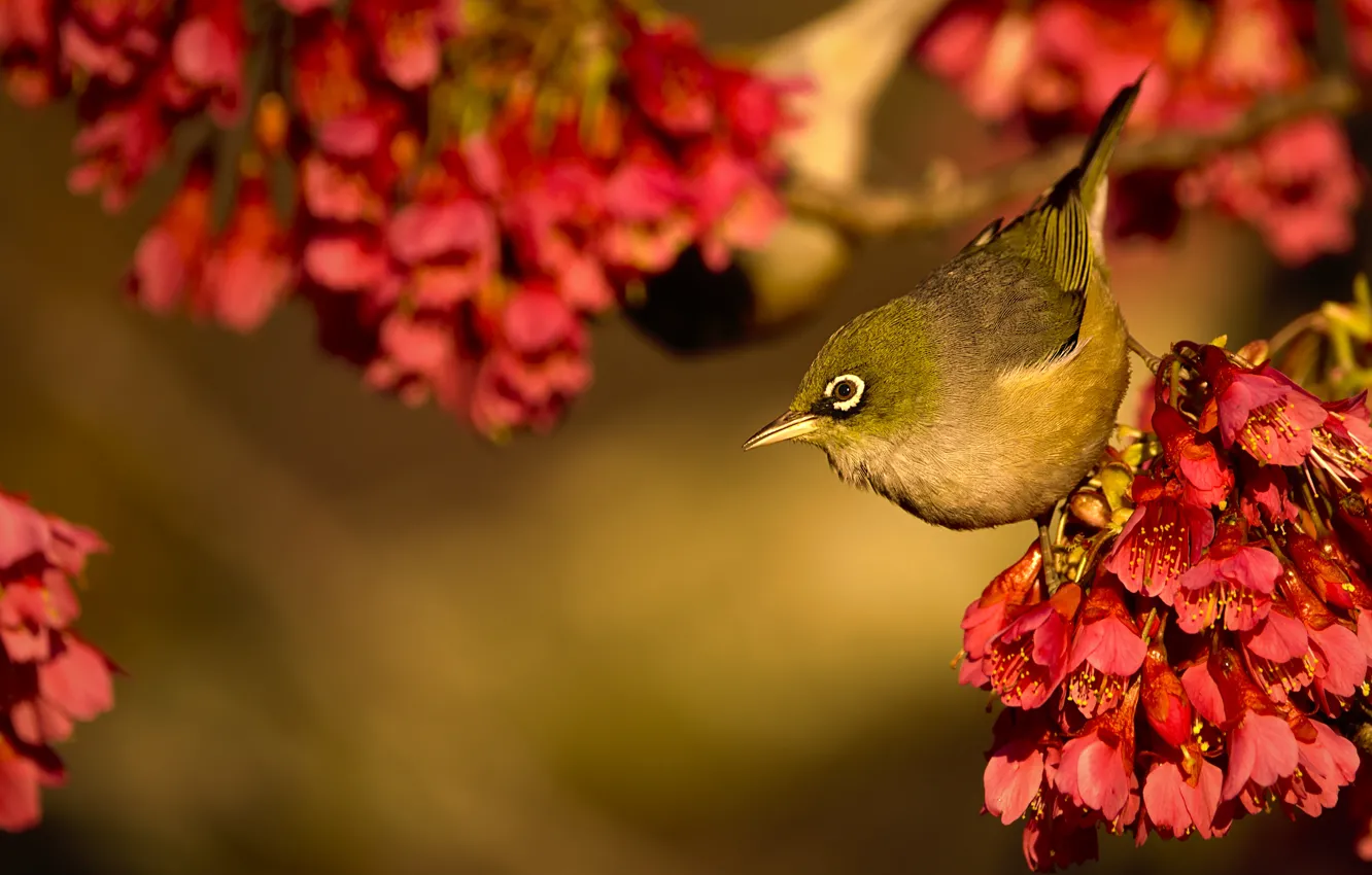 Photo wallpaper bird, flowering, flowers, bokeh, flowering plum, Silver white-eye