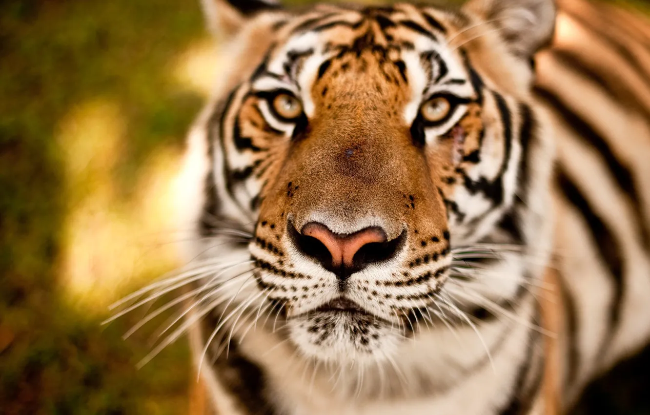 Photo wallpaper eyes, look, face, tiger