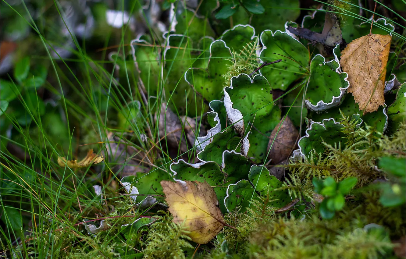 Photo wallpaper grass, leaves, moss
