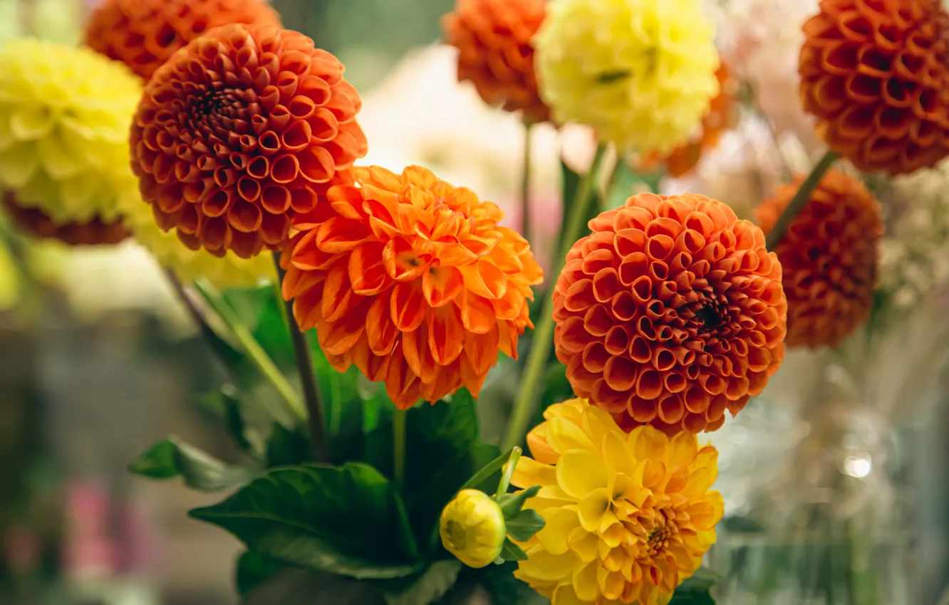 Photo wallpaper flowers, bouquet, dahlias