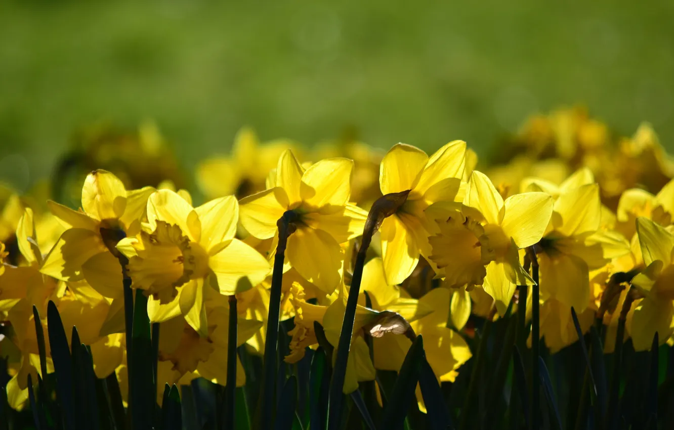 Photo wallpaper flowers, spring, daffodils