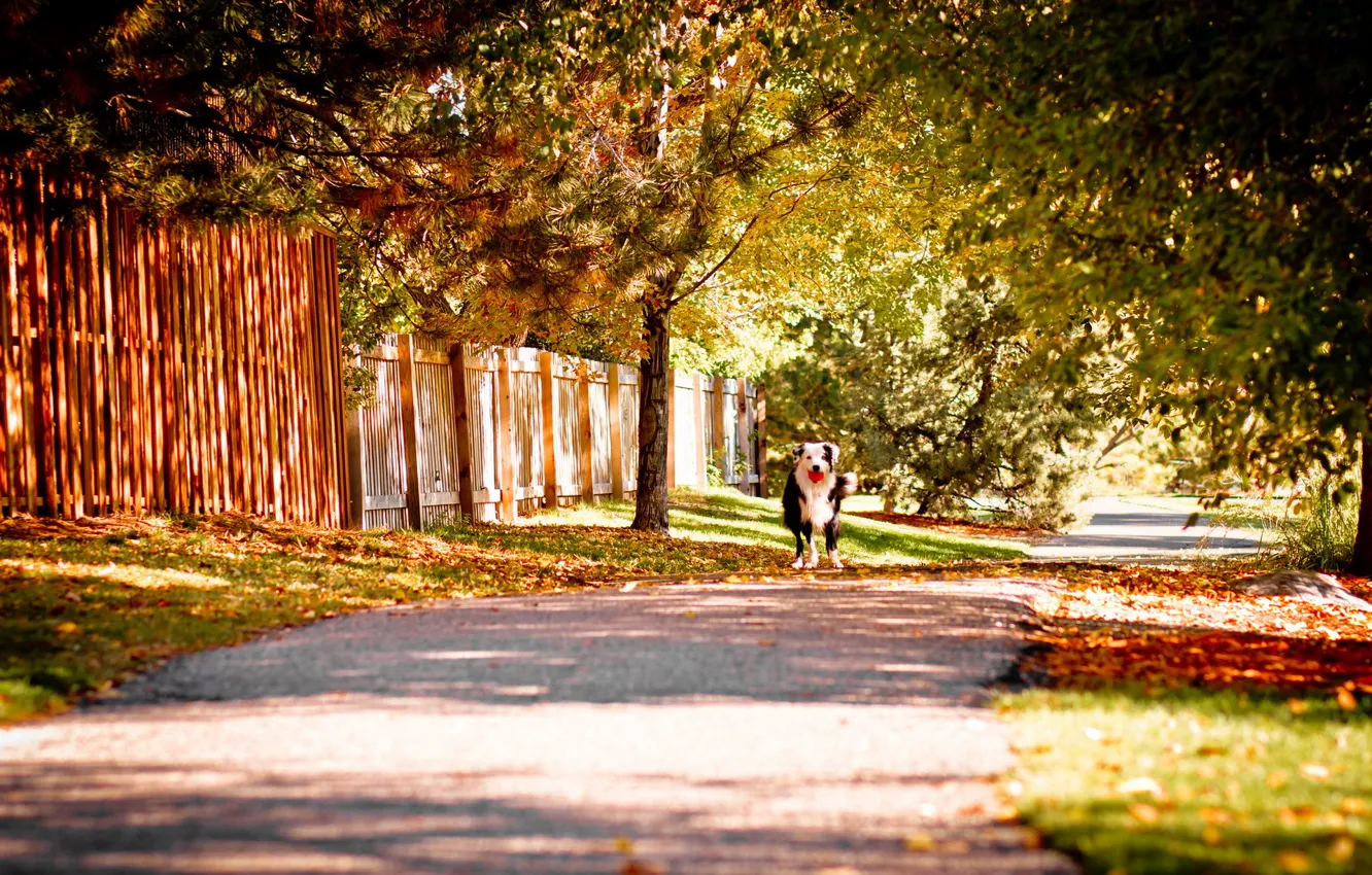 Photo wallpaper autumn, street, dog