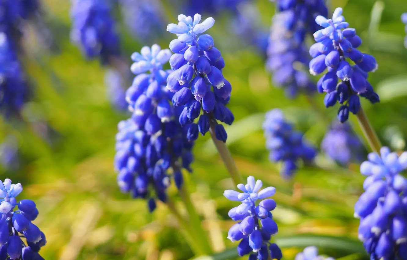 Photo wallpaper greens, flowers, blue, nature, background, glade, spring, blur