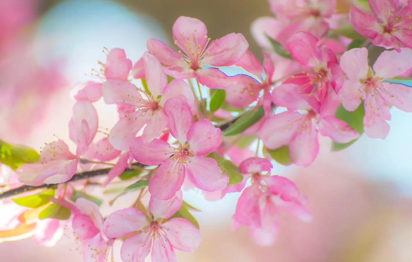 Photo wallpaper macro, flowers, branches, Apple, flowering