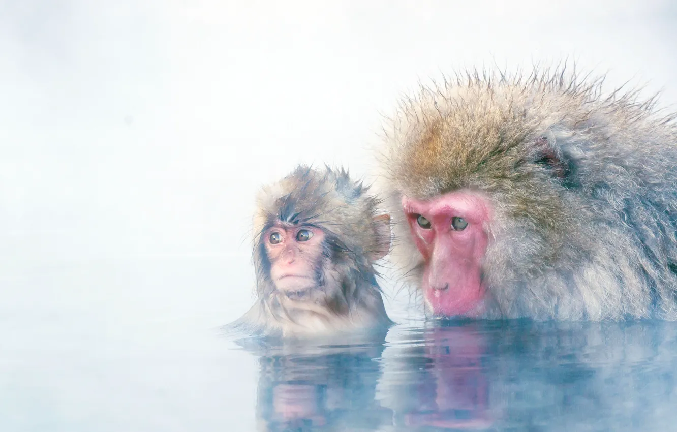 Photo wallpaper background, monkey, cub, Japanese macaques, snow