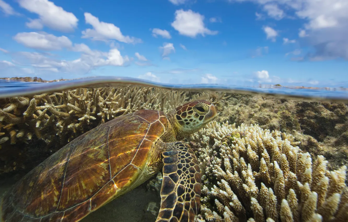 Photo wallpaper Australia, green turtle, Lady Elliot Island, Great Barrier Reef