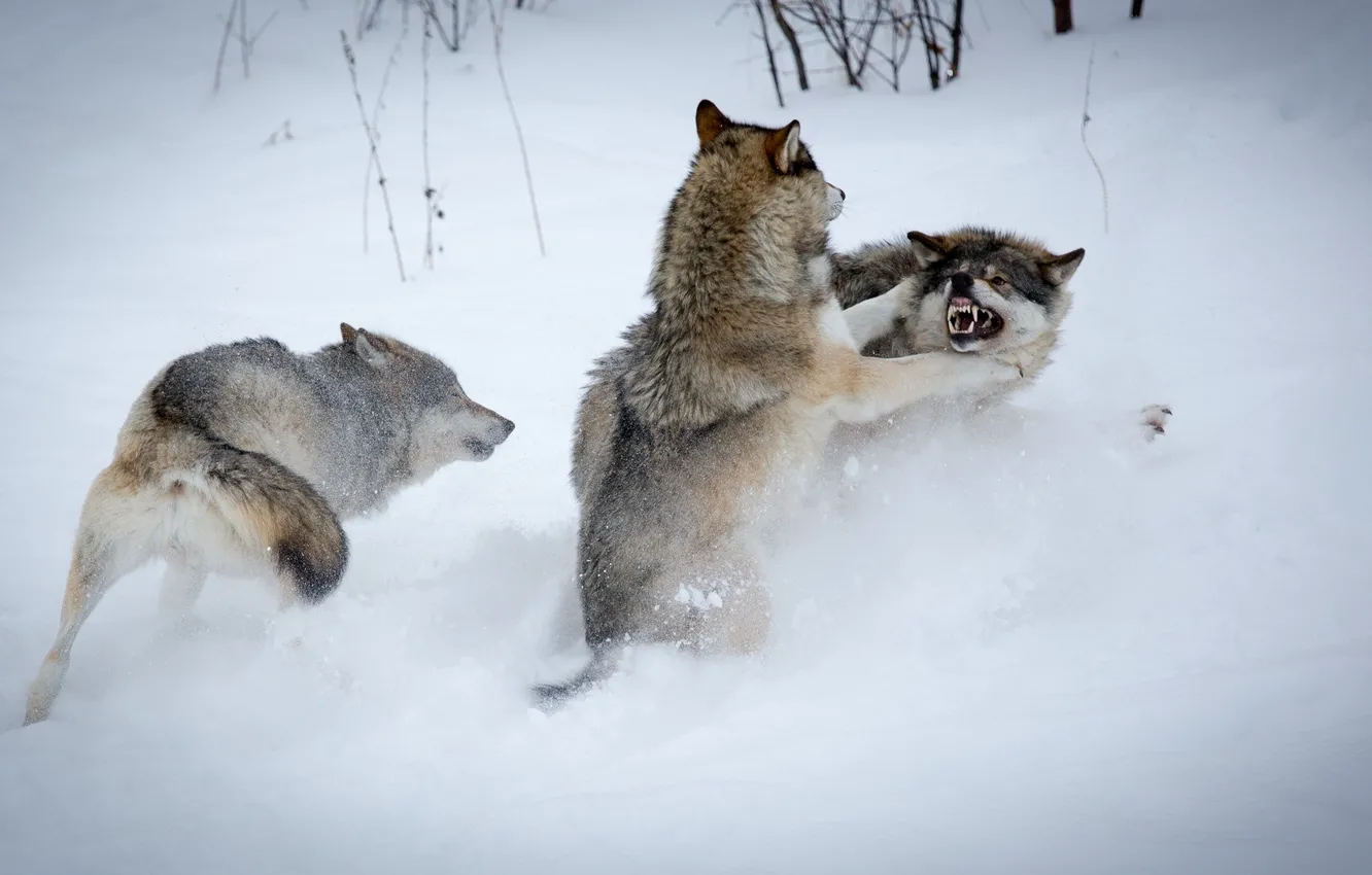 Photo wallpaper winter, snow, wolf, fight