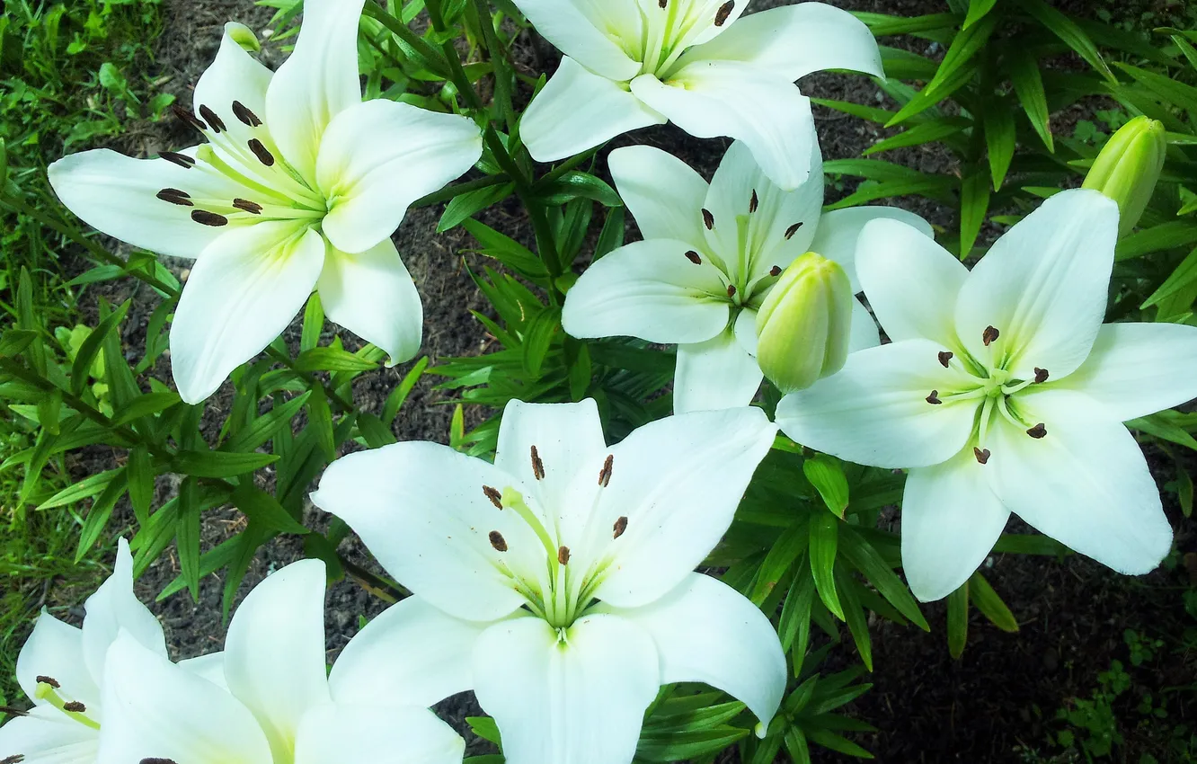 Photo wallpaper flowers, white petals, white lilies