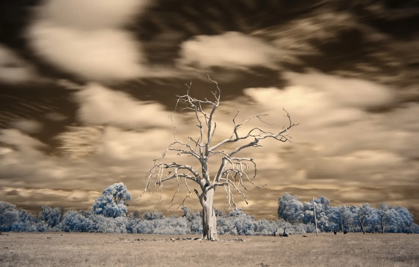 Photo wallpaper field, trees, landscape