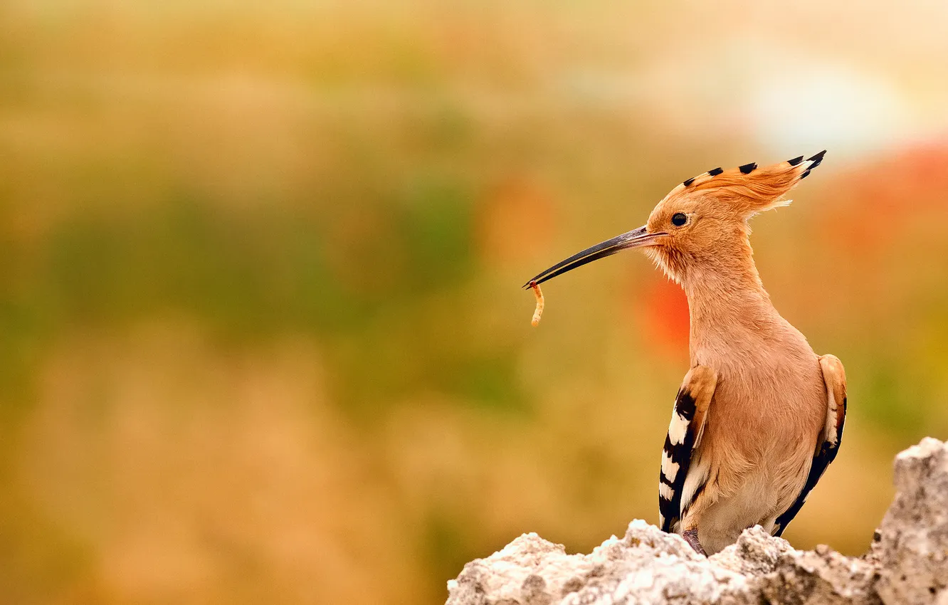 Photo wallpaper stones, background, bird, insect, bokeh, Upupa epops, Hoopoe