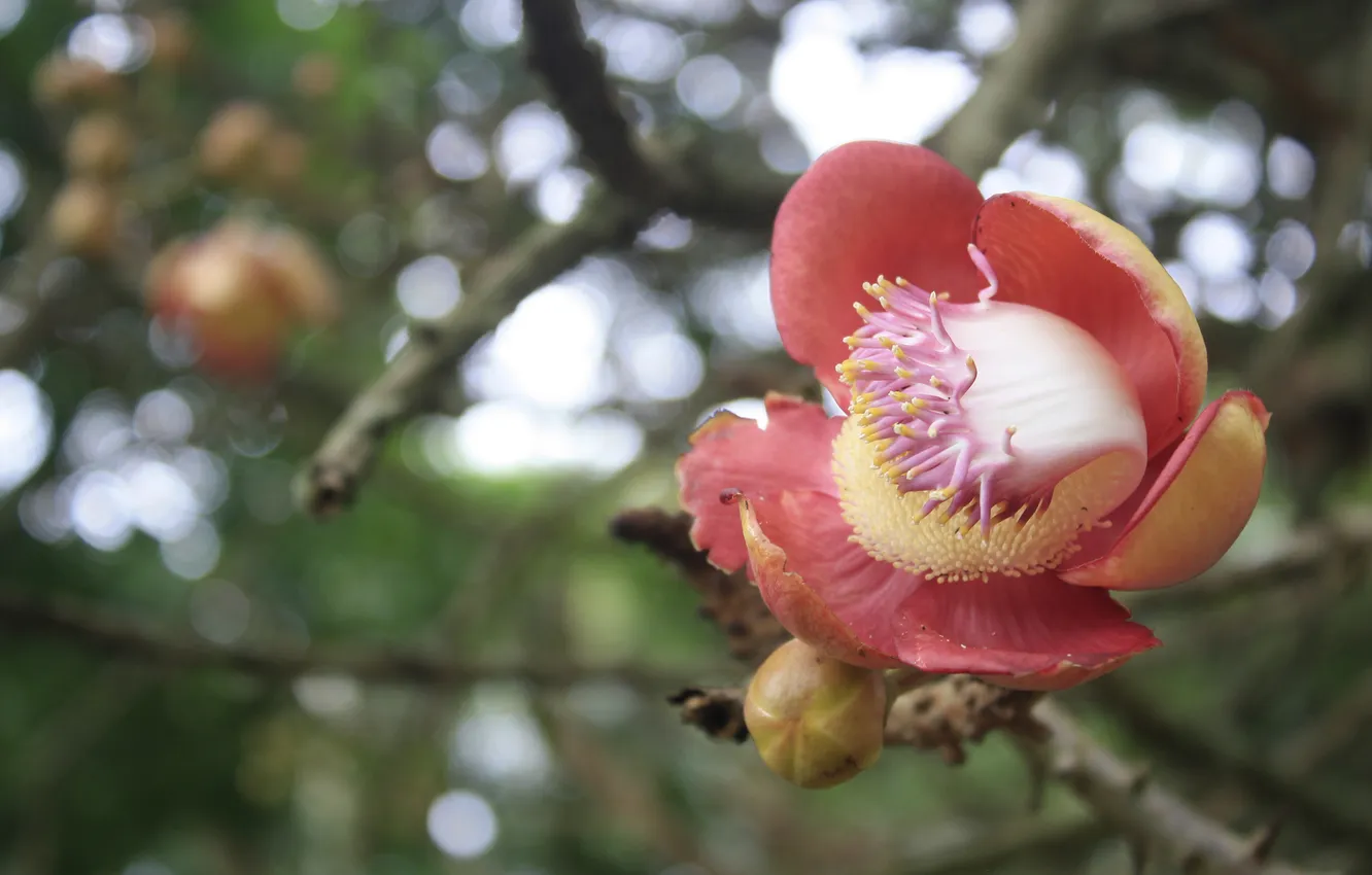 Photo wallpaper flower, glare, pink, branch, blur, Bud