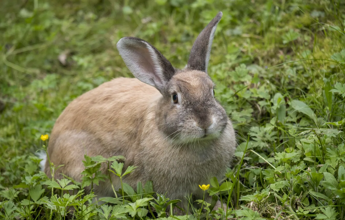 Photo wallpaper grass, rabbit, muzzle
