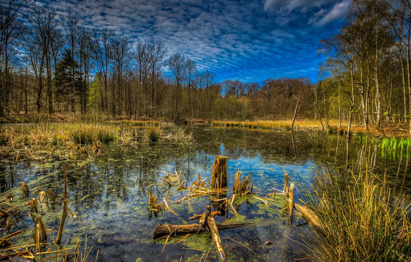 Photo wallpaper autumn, forest, nature